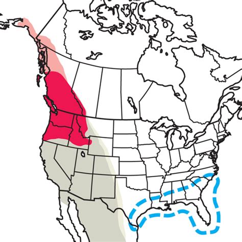 Rufous Hummingbird Migration Map