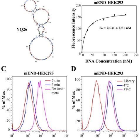 Characterization Of Aptamer Yq26 A Secondary Structure Of Aptamer