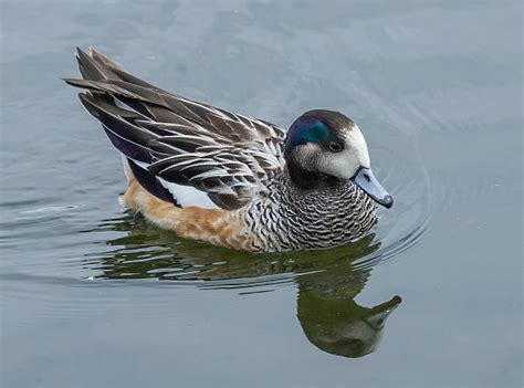 Best Widgeon Duck Stock Photos, Pictures & Royalty-Free Images - iStock