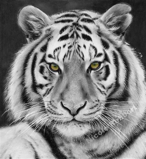 Tiger Drawing, Pencil, Sketch, Colorful, Realistic Art Images | Drawing ...