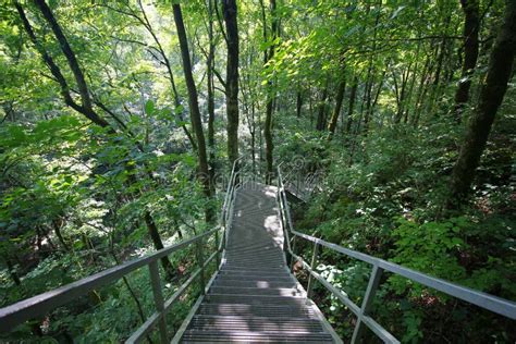 Cedar Sink Trail, Mammoth Cave National Park, Kentucky Stock Photo