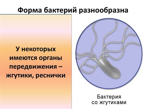 Бактерии. Строение бактериальной клетки. Формы бактерий ...