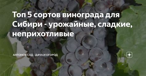 Топ 5 сортов винограда для Сибири - урожайные, сладкие, неприхотливые ...