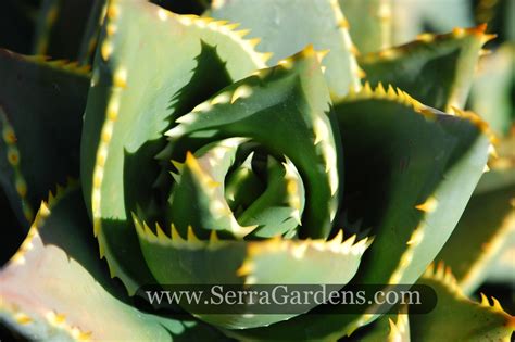 Aloe Distans Gold Teeth