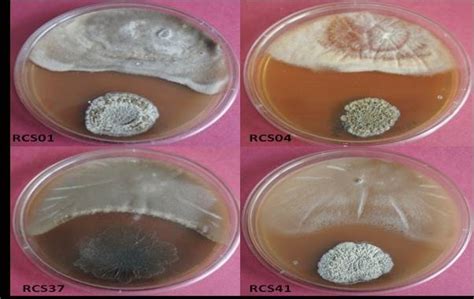 Dual Culture Assay Of Actinomycetes Against Phytopathogens Showing