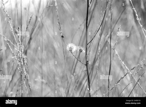 Long Summer Forest Grass Black And White Stock Photo Alamy