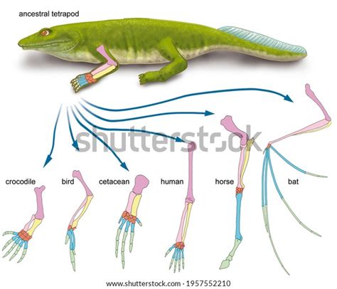 Analogous Homologous Organs Comparison Between Forelimbs Stock