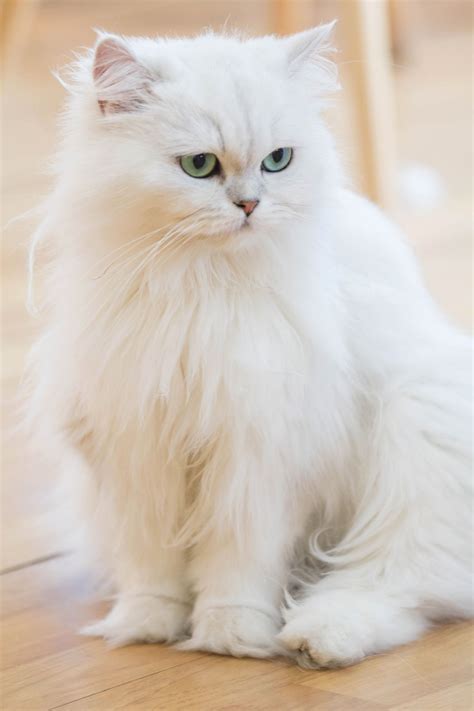 Persian White Cat - Bin3aiah World!
