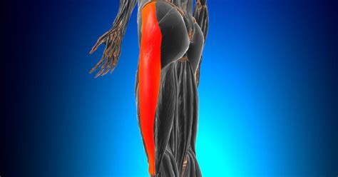 Iliotibial Tract Muscle