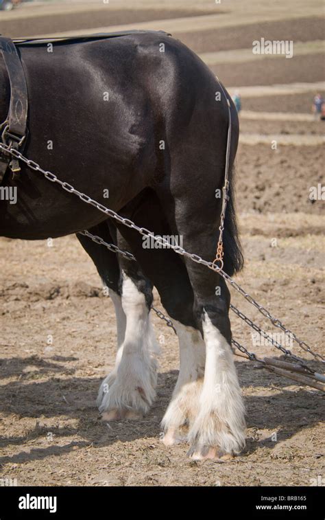 Shire Horses Detail In Field Stock Photo Alamy