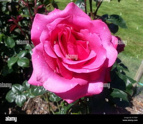 Hot Princess Rose Stock Photo Alamy