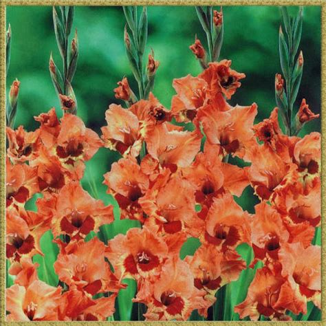 Оранжевые цветы - фото и картинки цветов