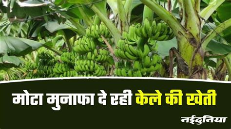 Banana Farming In Mp केले की खेती ने बुरहानपुर के किसानों को किया