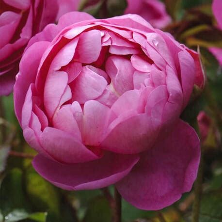 Роза Royal Jubilee купить