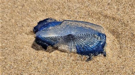 Costa Blanca Kuriose Qualle Gestrandet Blaues Meerestier Am Strand