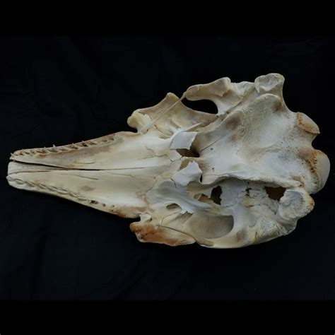 Beluga Whale Skull (CLEARANCE) | SkullStore Inc.