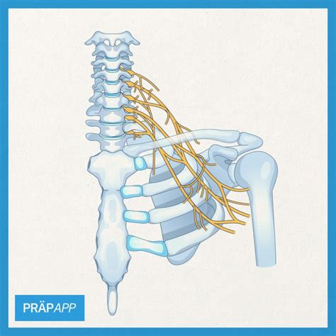 IG Plexus brachialis präpApp Early Access