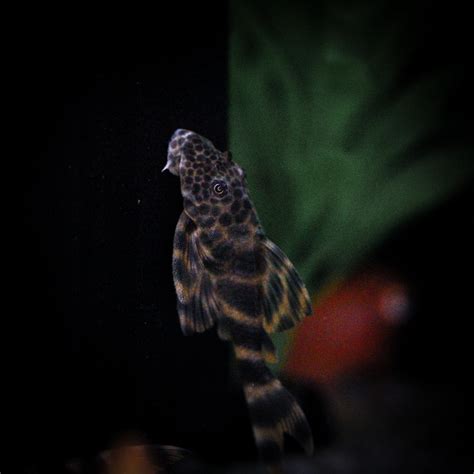 Plecostomus At