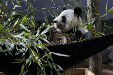 GIANT PANDAS FROM ZOO ATLANTA WILL TRAVEL TO CHINA IN LATE 2024 - Zoo ...