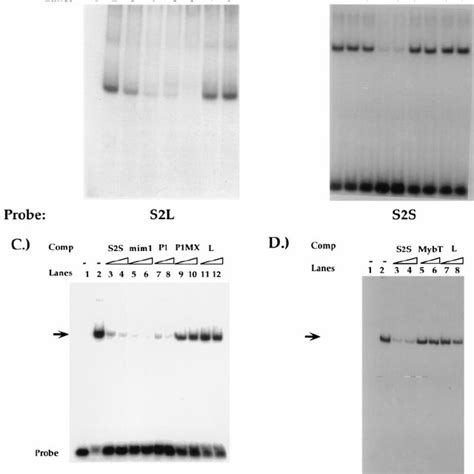 Hes And C Myb Interact In All T Cells In Vivo Immuno Precipitations