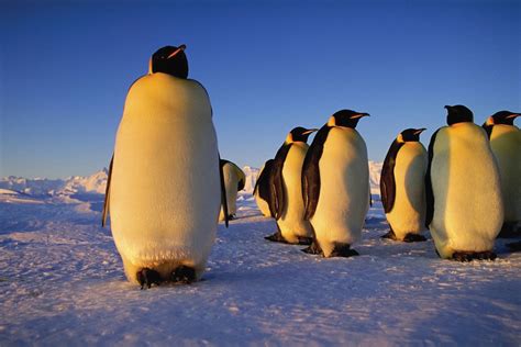Emperor penguin | Characteristics, Height, Habitat, Diet, & Facts