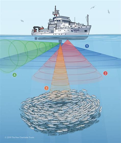 Data Visualization Infographic Sonar
