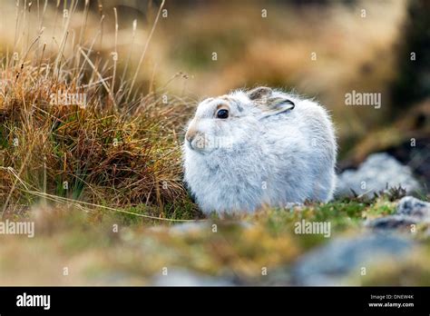 Mountain Hare in Scotland Stock Photo - Alamy