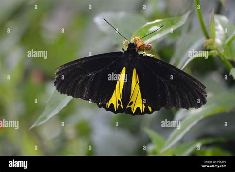 Butterfly in the garden Stock Photo - Alamy