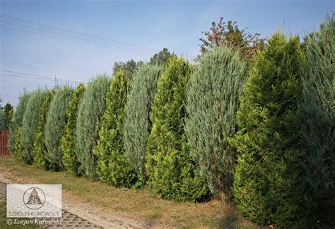 Juniperus scopulorum 'Skyrocket' - можжевельник скальный 'Скайрокет'