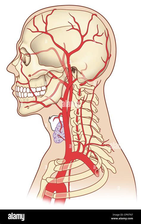 Carotid High Resolution Stock Photography and Images - Alamy