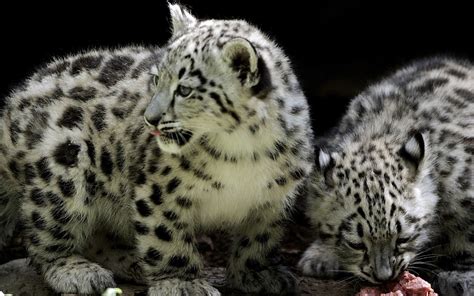 big cats cubs hd wallpaper rare gallery