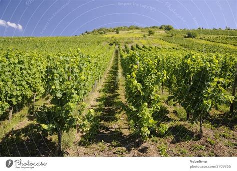 Vineyard From Above A Royalty Free Stock Photo From Photocase