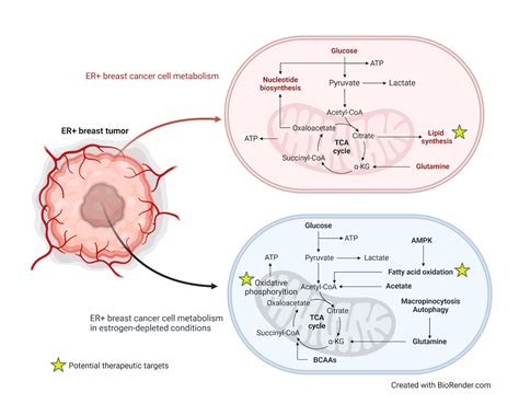 Therapeutically targeting metabolic vulnerabilities in breast cancer ...