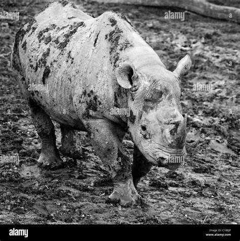 Black Rhino In Mud Stock Photo Alamy