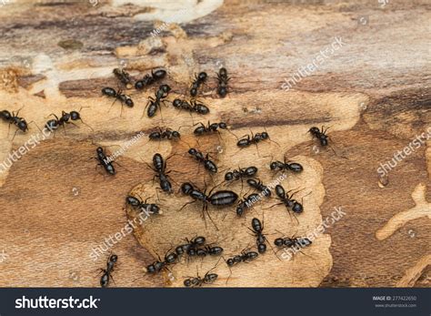 Black Ant Queen