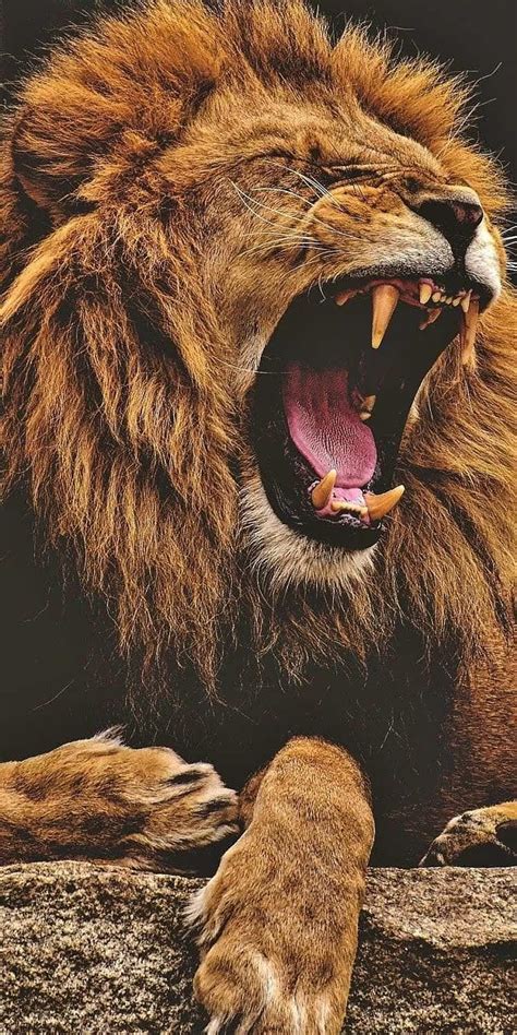 Lion King Roar, Lion Roaring Ultra HD phone wallpaper | Pxfuel