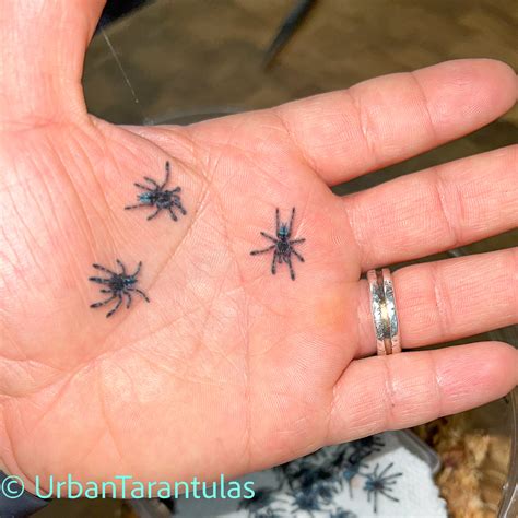 Pink Tarantulas