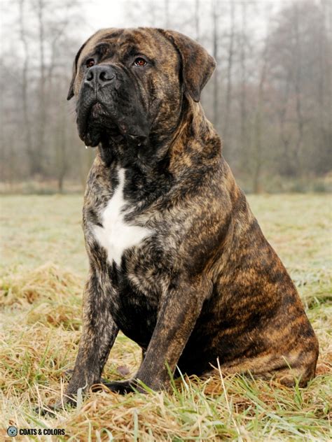 White English Mastiff
