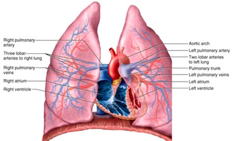 BMS130 1 10 Anatomy Of The Pulmonary Circuit Systemic Arteries And