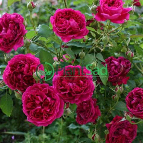 Роза зе принц фото - 74 картинки