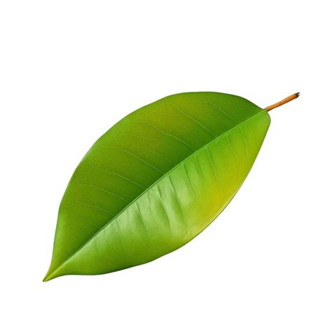 AI generated Mango leaf clip art 40216821 PNG