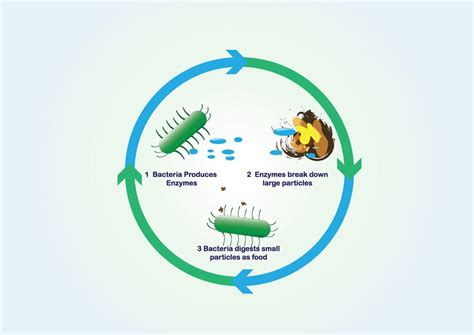 bacteria-cycle - Sanitaire Bio-Products