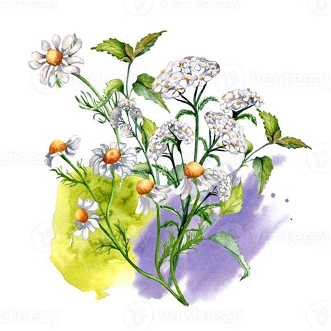 Bouquet Of Meadow Medicinal Flower Herb Plants Watercolor Illustration Daisy Chamomile