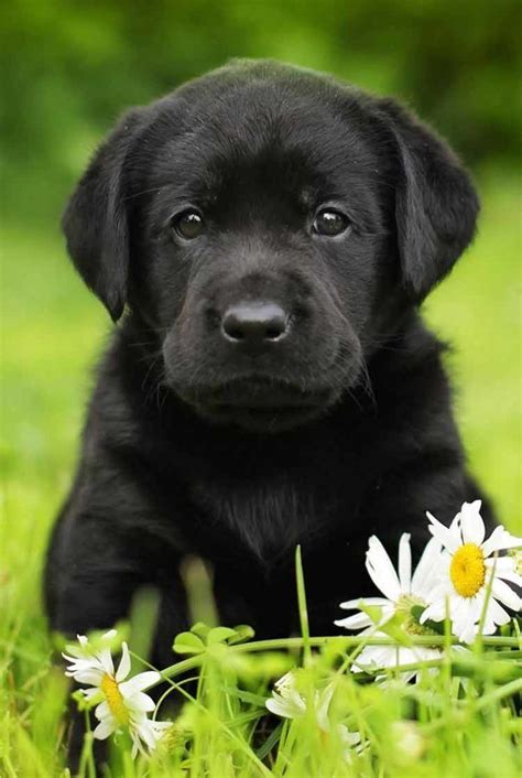 Black Lab A Complete Guide To The Black Labrador Retriever Cute