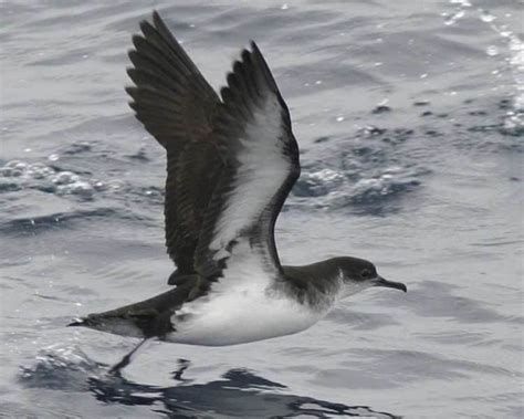 Manx shearwater - Alchetron, The Free Social Encyclopedia