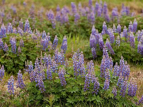 Lupinus Perennis Wild Lupine World Of Flowering Plants