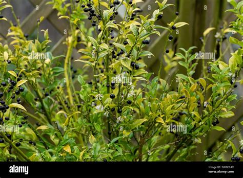 The Berries And Fragrant Flowers Of The Christmas Box Plant In Winter
