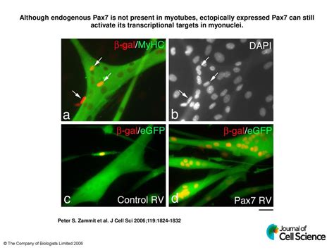 Although endogenous Pax7 is not present in myotubes, ectopically ...