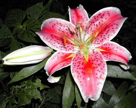 flowers  flower lovers lily flower