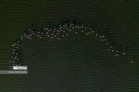 Irna English Migrating Flamingos In Northern Iran
